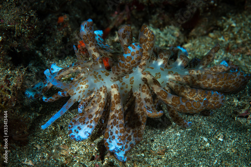 Solar powered nudi Phyllodesmium longicirrum photo