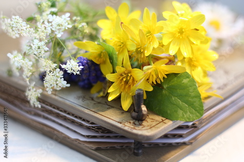 Spring wild flowers 