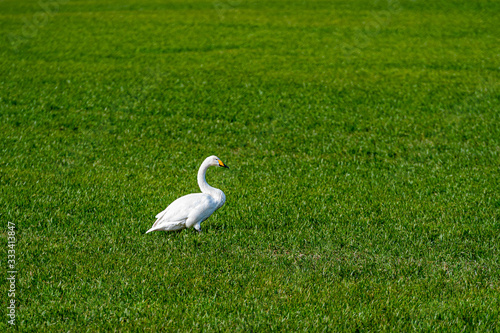 Whooper swan  Cygnus cygnus   Whooper swan feeding and resting on green meadow