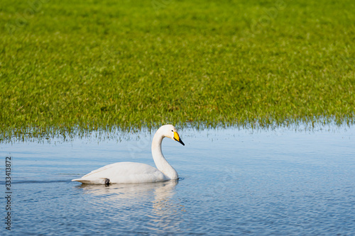 Whooper swan  Cygnus cygnus   Whooper swan feeding and resting on green flooded meadows near rural houses