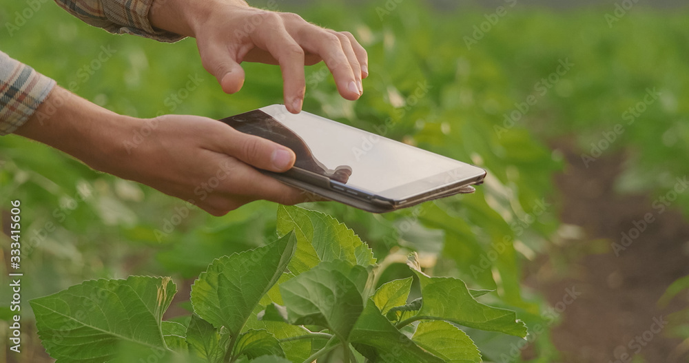 Close up of female agronomist's hands holding tablet beside tomato seedlings in greenhouse