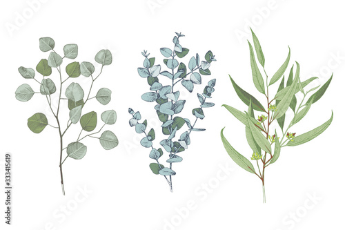 3 types of eucalyptus
