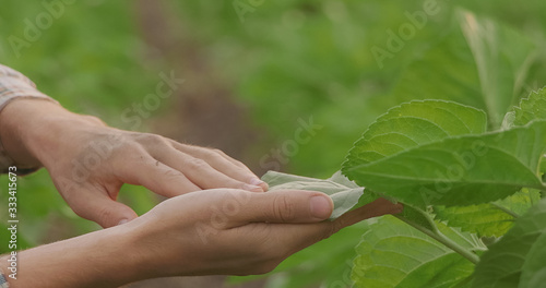 Вirty hands of a farmer, holding a young plant,concept of environmental conservation