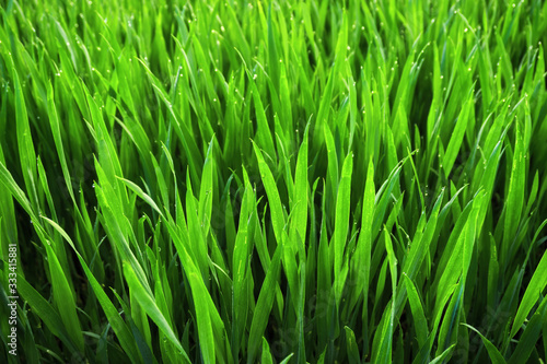 Closeup of lush uncut vibrant green grass on a field in soft morning light 