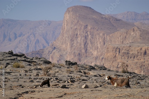 Ziegen auf der Suche nach Futter auf dem Jebel Shams