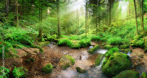 Enchanting panoramic forest scenery with soft light falling through the foliage and a stream with tranquil water