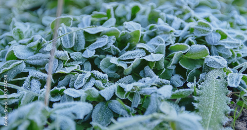 Frosts, grains of ice on plants, covered with white glowing in the sunlight ice crystals, close-up with a shallow depth of field