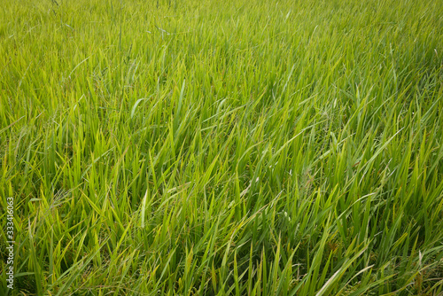 Close up view of a paddy field on a bright sunny day.