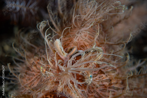 Striped Frogfish (Antennarius striatus) photo