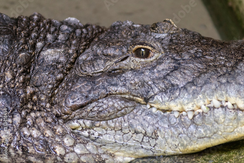 portrait of a dangerous crocodile