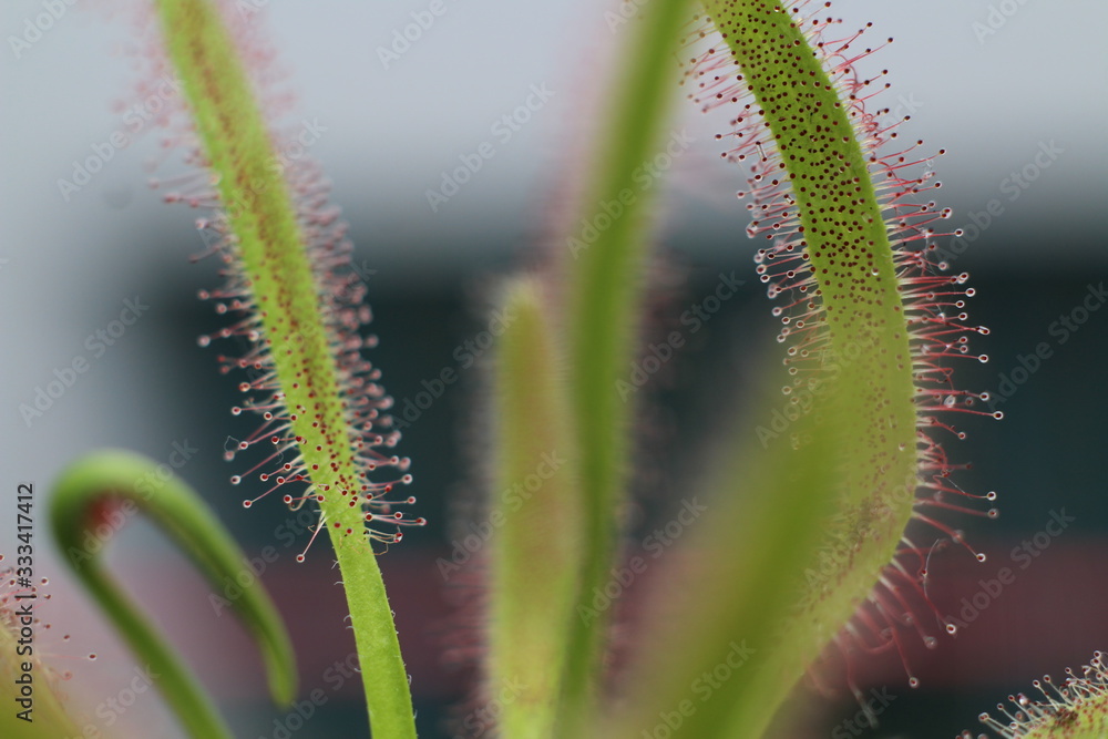 Carnivorous Plant feeds insects fly trapped insect Carnivorous Plant feeds insects fly trapped insect