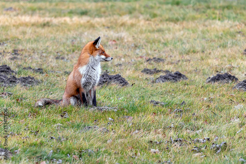 Fototapeta Naklejka Na Ścianę i Meble -  A beautiful fox sitting on the field.