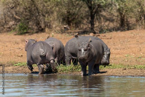 Hippopotame  Hippopotamus amphibius  Piqueboeuf    bec rouge  Red billed Oxpecker  Buphagus erythrorhynchus  Afrique du Sud