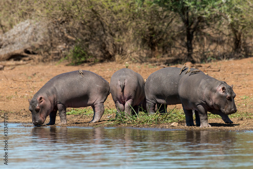 Hippopotame  Hippopotamus amphibius  Piqueboeuf    bec rouge  Red billed Oxpecker  Buphagus erythrorhynchus  Afrique du Sud