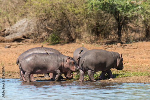 Hippopotame, Hippopotamus amphibius, Piqueboeuf à bec rouge, Red billed Oxpecker, Buphagus erythrorhynchus, Afrique du Sud