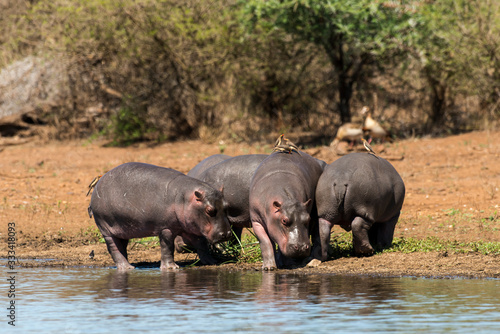 Hippopotame  Hippopotamus amphibius  Piqueboeuf    bec rouge  Red billed Oxpecker  Buphagus erythrorhynchus  Afrique du Sud