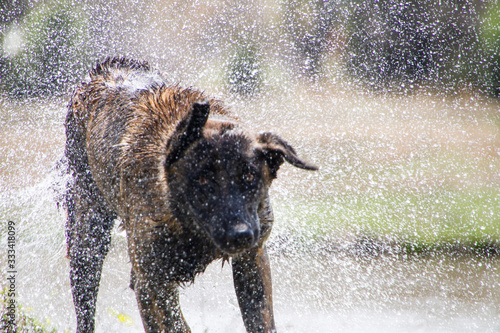 Wet dog shaking off water after swim or bath closeup