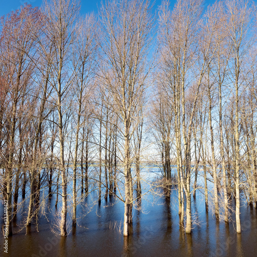 poplars in floodplanes of river Waal in the netherlands under blue sky after sunrise