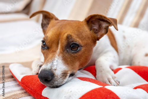 Fototapeta Naklejka Na Ścianę i Meble -  Cute dog relaxes on a blanket. Jack Russell Terrier.