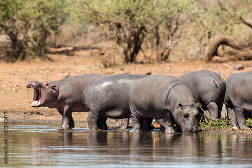 Hippopotame  Hippopotamus amphibius  Afrique du Sud