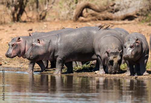 Hippopotame  Hippopotamus amphibius  Afrique du Sud