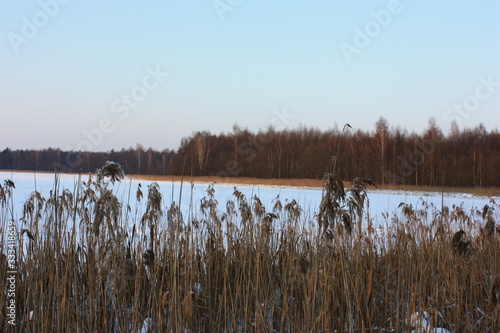 flock of birds on lake