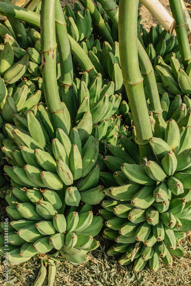 Harvesting banana trees. Bunch of banana. Fresh green banana for export. Harvesting banana trees. Bunch of banana. Fresh green banana for export.