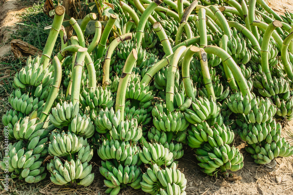 Harvesting banana trees. Bunch of banana. Fresh green banana for export. Harvesting banana trees. Bunch of banana. Fresh green banana for export.