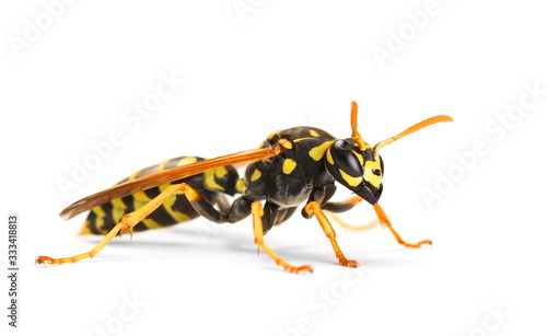 European wasp, Polistes associus, isolated on white background