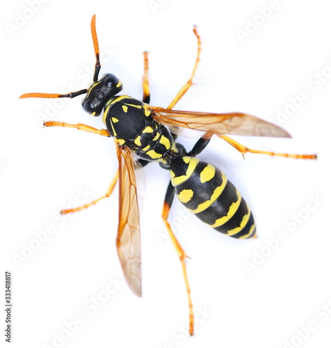 European wasp, Polistes associus, isolated on white background, top view