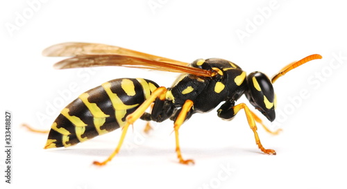 European wasp, Polistes associus, isolated on white background
