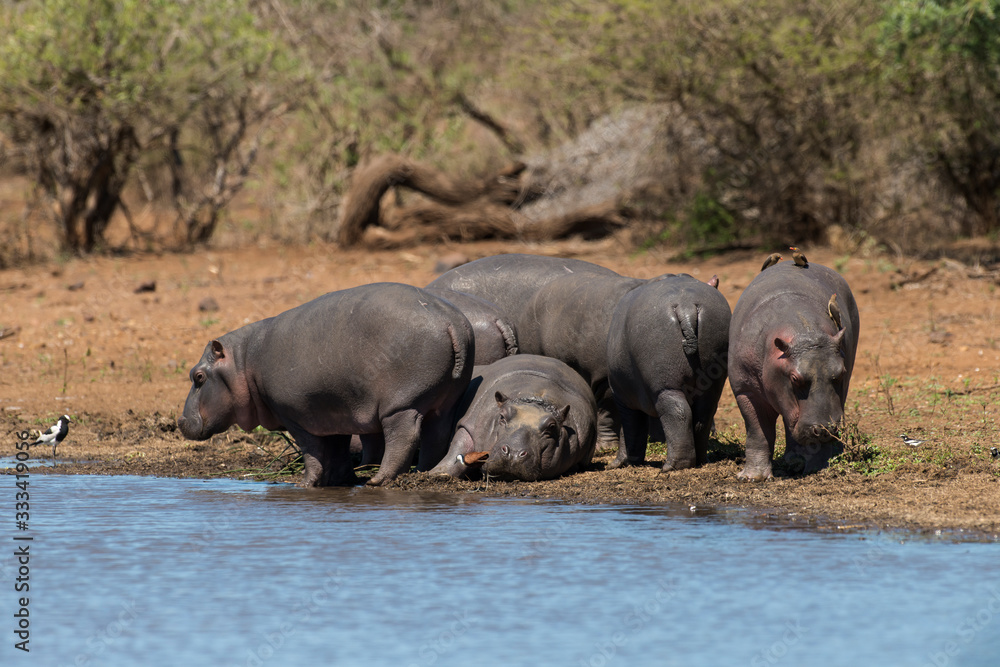Hippopotame, Hippopotamus amphibius, Afrique du Sud Hippopotame, Hippopotamus amphibius, Afrique du Sud