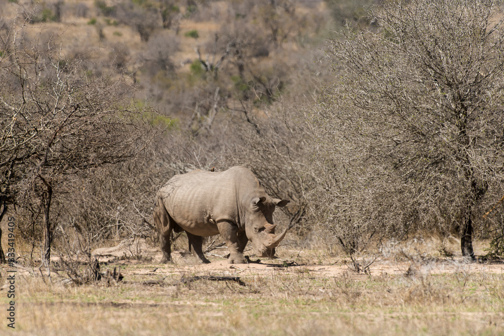 Rhinocéros blanc, white rhino, Ceratotherium simum, Parc national Kruger, Afrique du Sud Rhinocéros blanc, white rhino, Ceratotherium simum, Parc national Kruger, Afrique du Sud