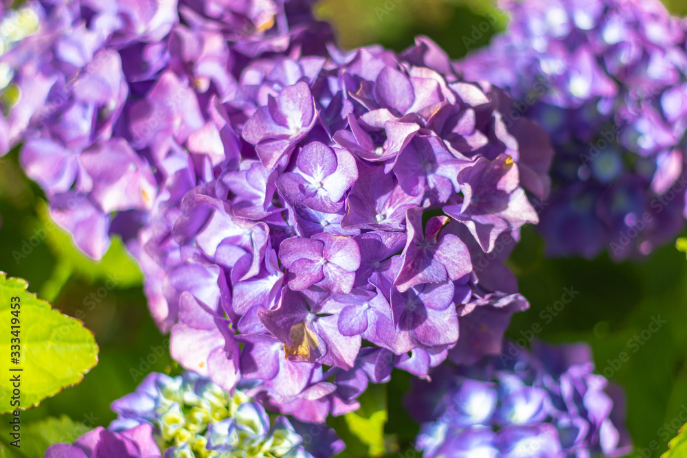 Blooming pink and purple Hydrangea flowers. Summer flowers in the garden. Colorful bush of hortensia. Closeup of Hortensia flower. Blooming pink and purple Hydrangea flowers. Summer flowers in the garden. Colorful bush of hortensia. Closeup of Hortensia flower.