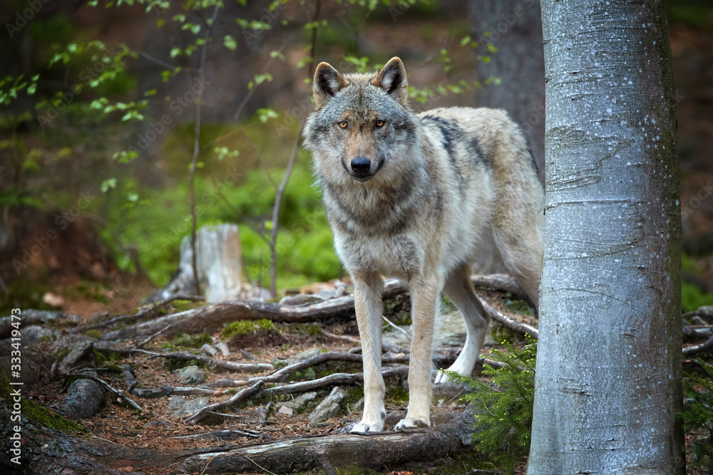 Eurasian wolf, Canis lupus, alpha male in spring european forest, staring directly at camera. Wolf in its biotope. East europe. Eurasian wolf, Canis lupus, alpha male in spring european forest, staring directly at camera. Wolf in its biotope. East europe.