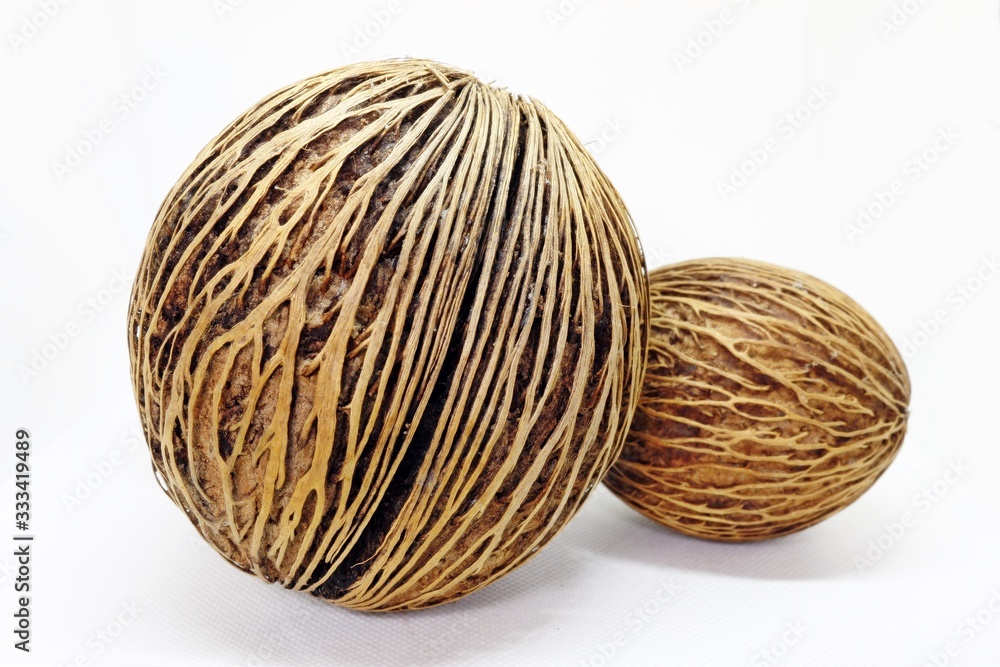 Apocynaceae is a plant when fresh is poisonous. But when dried, can be used for other purposes Apocynaceae is a plant when fresh is poisonous. But when dried, can be used for other purposes