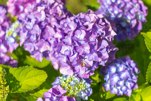 Blooming pink and purple Hydrangea flowers. Summer flowers in the garden. Colorful bush of hortensia. Closeup of Hortensia flower.