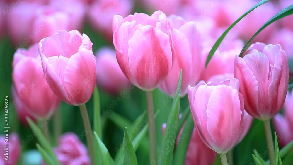 Colorful tulips grow and bloom in close proximity to one another in flower garden. Colorful tulips grow and bloom in close proximity to one another in flower garden.