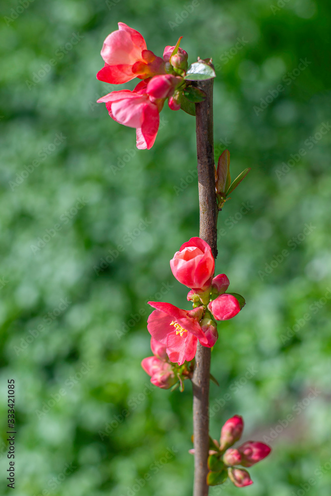Spring border, background art with red cherry blossoms. Blooming blossom sakura tree over green sunny bokeh. Easter sunny day. Spring flowers. Springtime. Easter and spring greeting cards, copy space