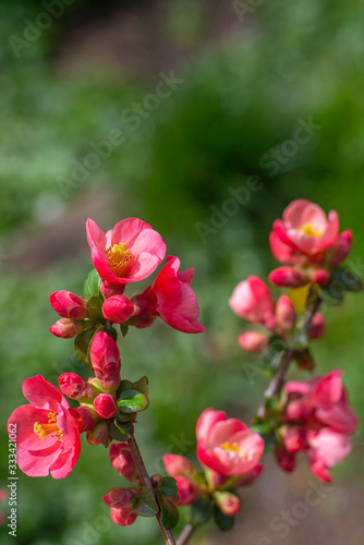 Spring border, background art with red cherry blossoms. Blooming blossom sakura tree over green sunny bokeh. Easter sunny day. Spring flowers. Springtime. Easter and spring greeting cards, copy space