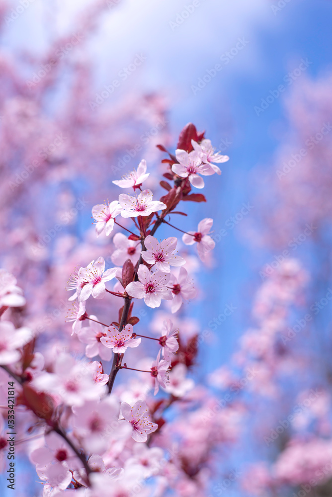 Spring border, background art with pink blossom. Blooming blossom sakura tree over blue sunny sky bokeh. Easter sunny day. Spring flowers. Springtime. For easter and spring greeting cards, copy space Spring border, background art with pink blossom. Blooming blossom sakura tree over blue sunny sky bokeh. Easter sunny day. Spring flowers. Springtime. For easter and spring greeting cards, copy space