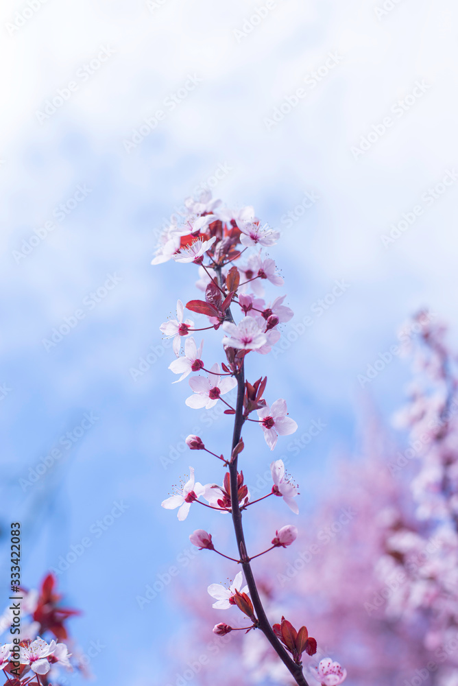 Spring border, background art with pink blossom. Blooming blossom sakura tree over blue sunny sky bokeh. Easter sunny day. Spring flowers. Springtime. For easter and spring greeting cards, copy space Spring border, background art with pink blossom. Blooming blossom sakura tree over blue sunny sky bokeh. Easter sunny day. Spring flowers. Springtime. For easter and spring greeting cards, copy space
