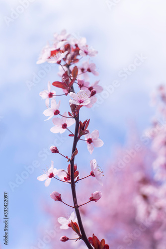 Spring border, background art with pink blossom. Blooming blossom sakura tree over blue sunny sky bokeh. Easter sunny day. Spring flowers. Springtime. For easter and spring greeting cards, copy space