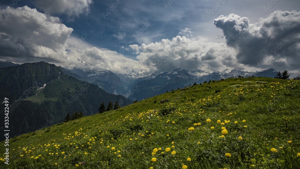 Green hill with dandelion flowers and big clouds, mountain in the background, Switzerland