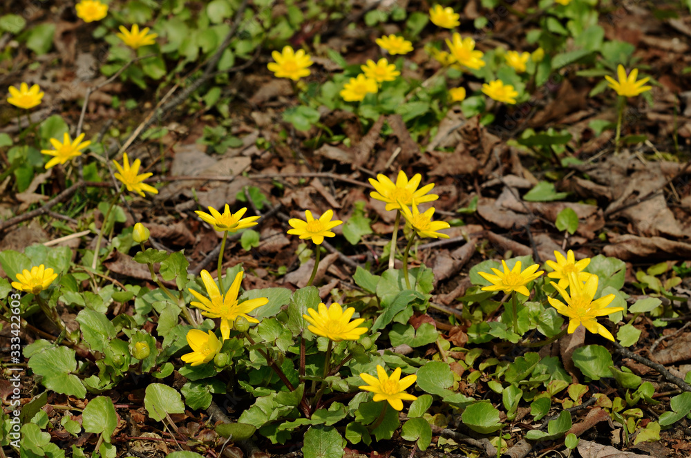 Yellow buttercups flowers in spring forest