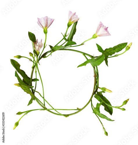 Round frame from bindweed s...