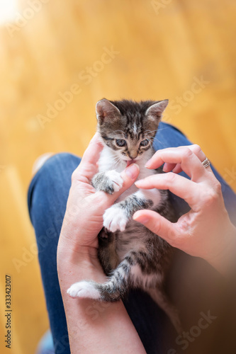 Woman playing with little kitten