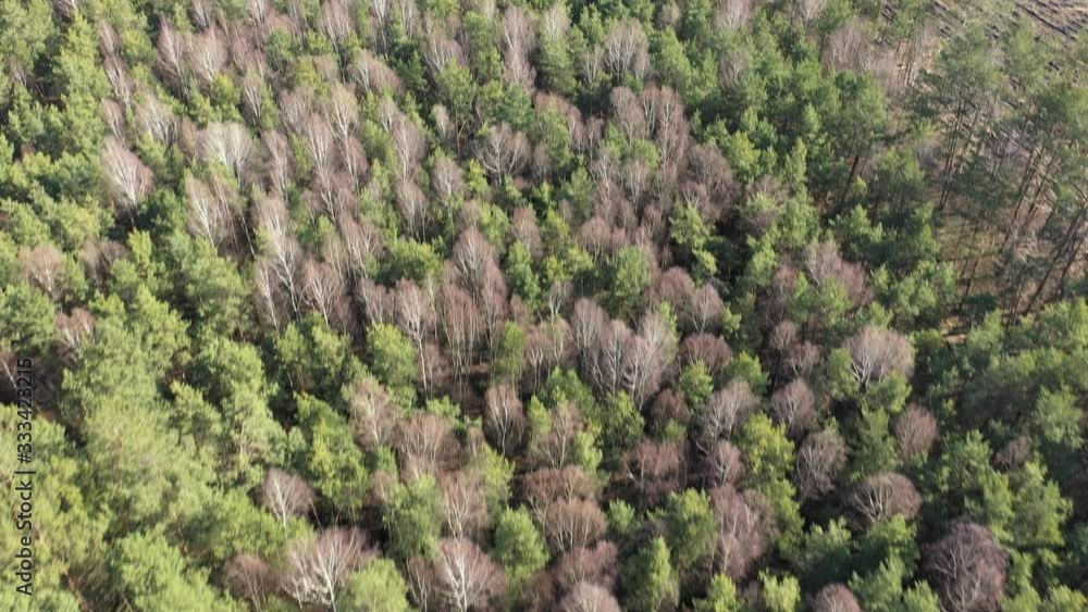 The aircraft flies low over the mixed forest. Aerial drone view. Green coniferous forest. Spring green forest of pines in the sun.Glade of deciduous trees among the coniferous forest in early spring