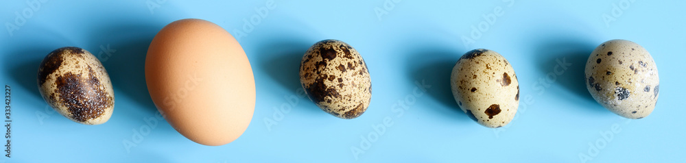 several quail eggs and one chicken egg on a blue background. a regular pattern. space for text. banner several quail eggs and one chicken egg on a blue background. a regular pattern. space for text. banner