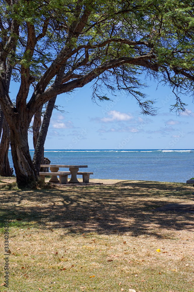 Fototapeta premium Picnic seat under tree overlooking ocean